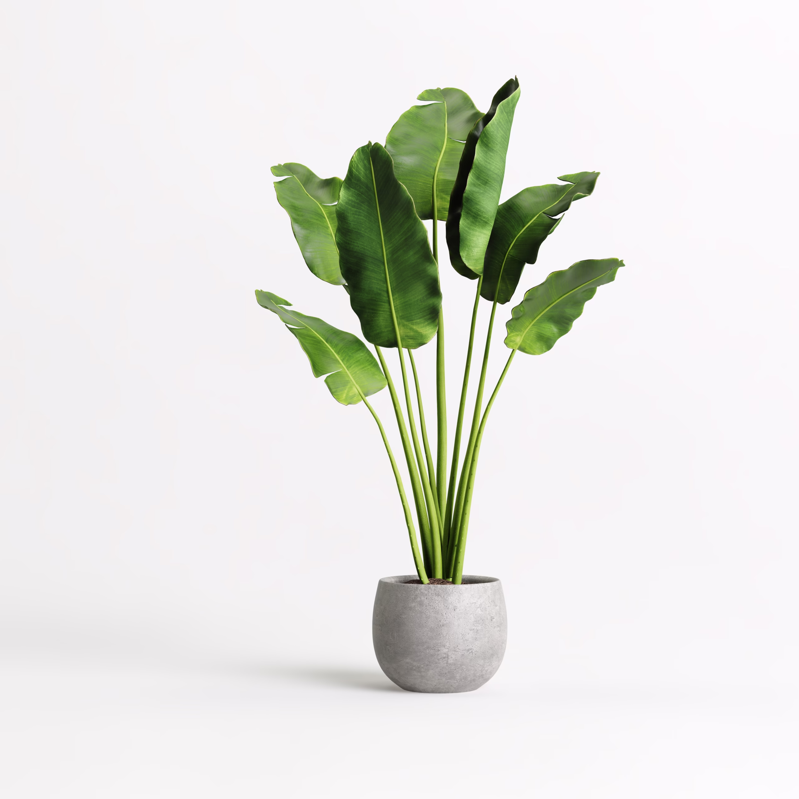 plant in pot with white background
